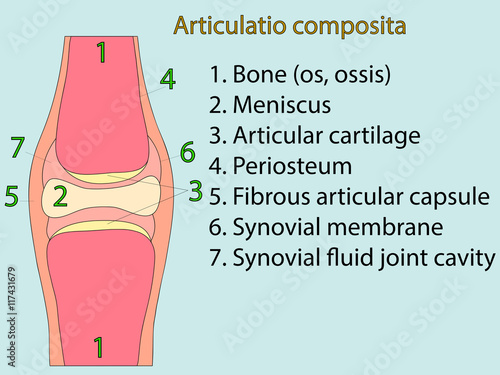 Photography Complex joint vector. Anatomical atlas