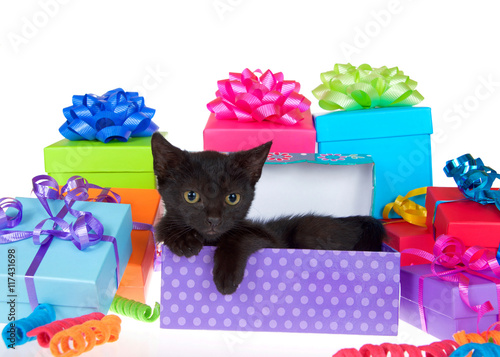 Photography Black kitten with yellow eyes laying in purple polka dot birthday present box, ribbons and bows on presents around them isolated on a white background looking to viewers right