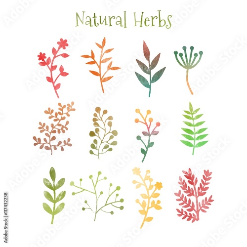 Natural herbs in watercolor style