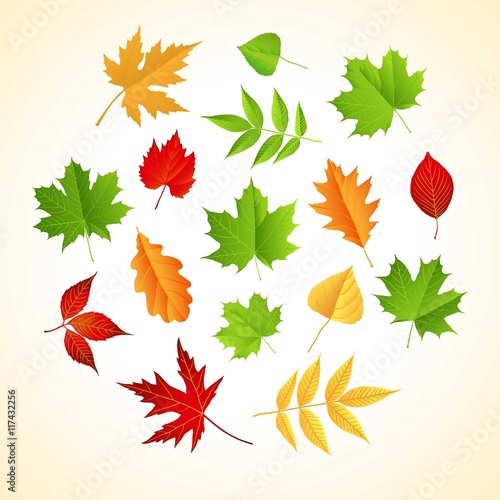 Varity of autumnal leaves