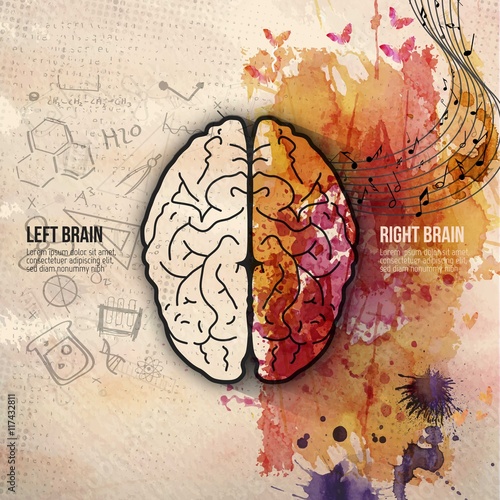 Brain hemispheres