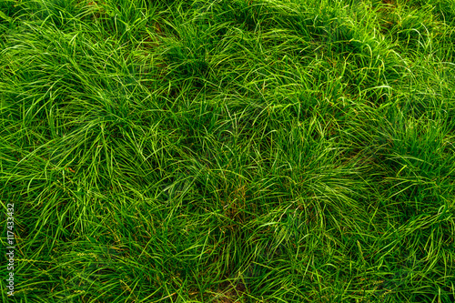 Green grass meadow background 