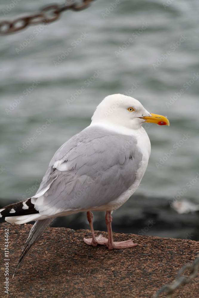 Möwer, aufgenommen in Lyme Regis