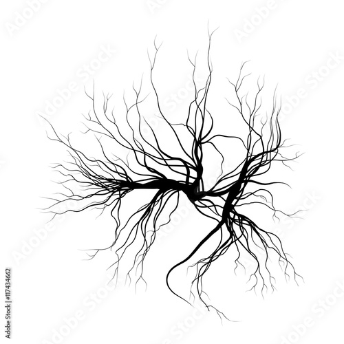 human veins, red blood vessels design. Vector illustration isolated on white background photo