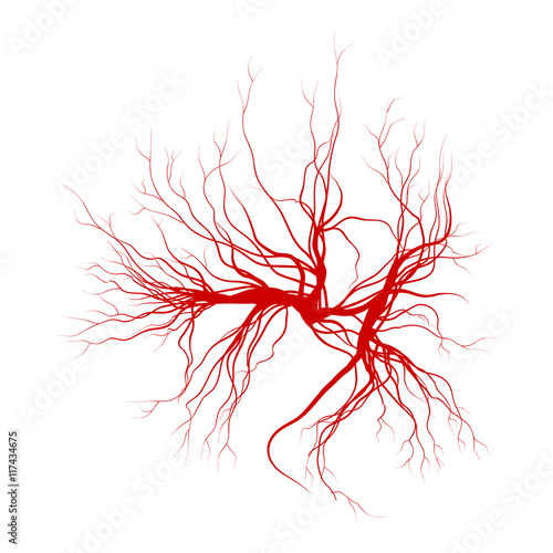 human veins, red blood vessels design. Vector illustration isolated on white background photo