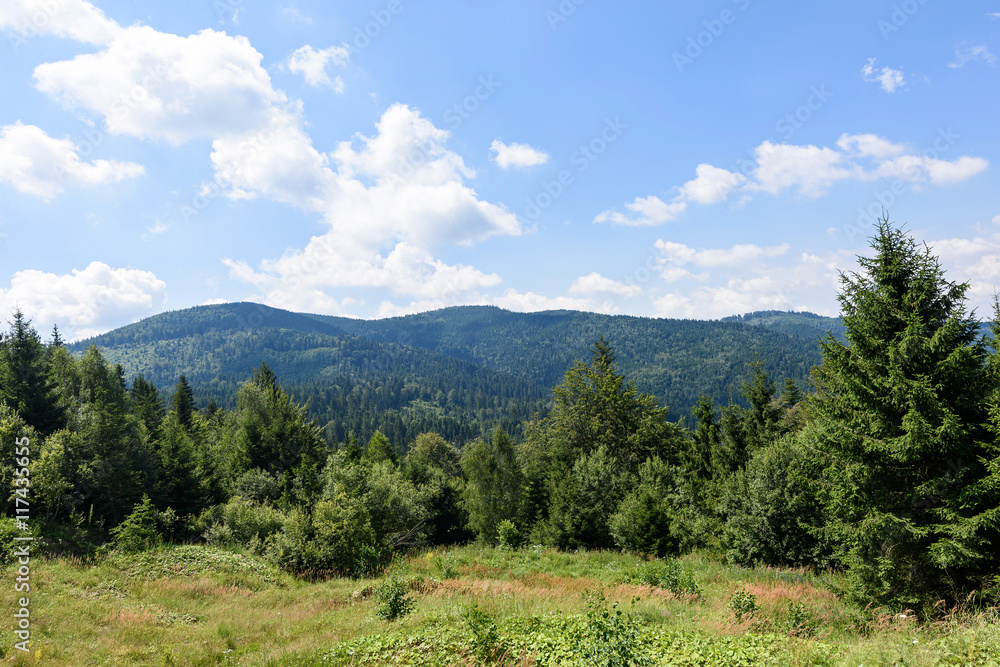 Obraz premium Photo of green forest in brasov mountains in the morning, Romania.