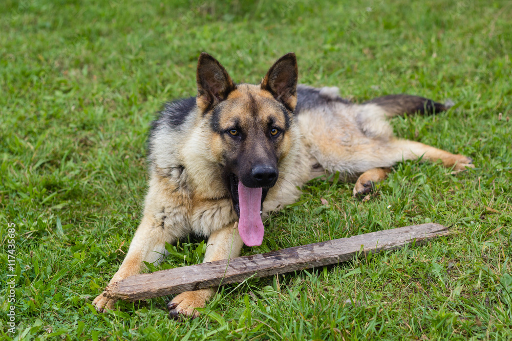 young brown dog playing with wooden stick on green grass in summ