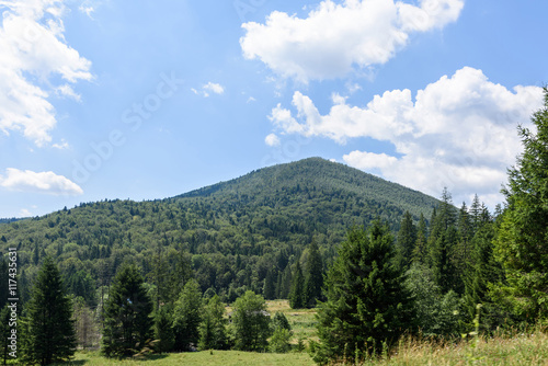 Photo of green forest in brasov mountains in the morning, Romania.