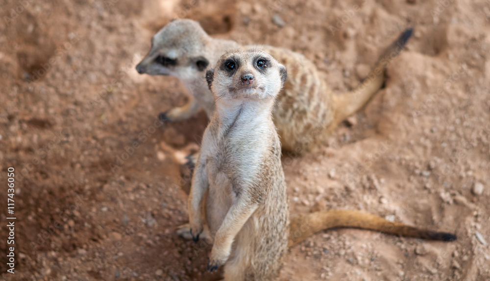 pair of meerkats pair of meerkats
