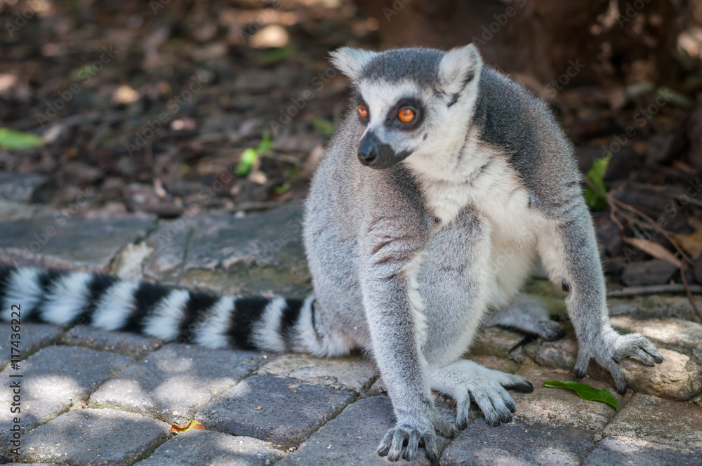 Obraz premium one grey lemur