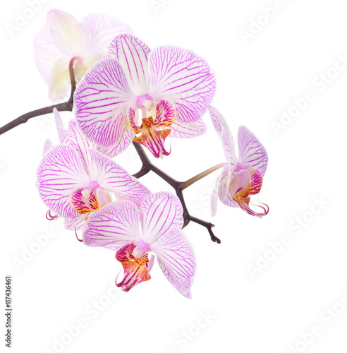 Pink and white  orchid isolated on white. © Antonel