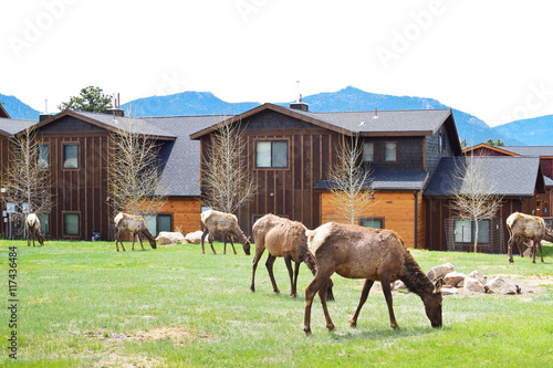 Fototapeta Naklejka Na Ścianę i Meble -  Elks grazing on grass in Estes Park in Colorado