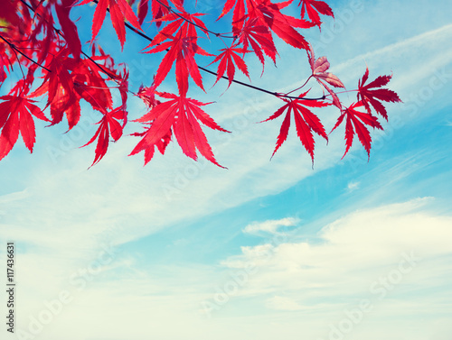  Red Autumn Leaves against blue sky.  Toned image