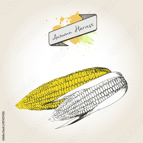 Vector hand drawn illustration of corn cobs. Engraved autumn vegetable isolated on vintage background.