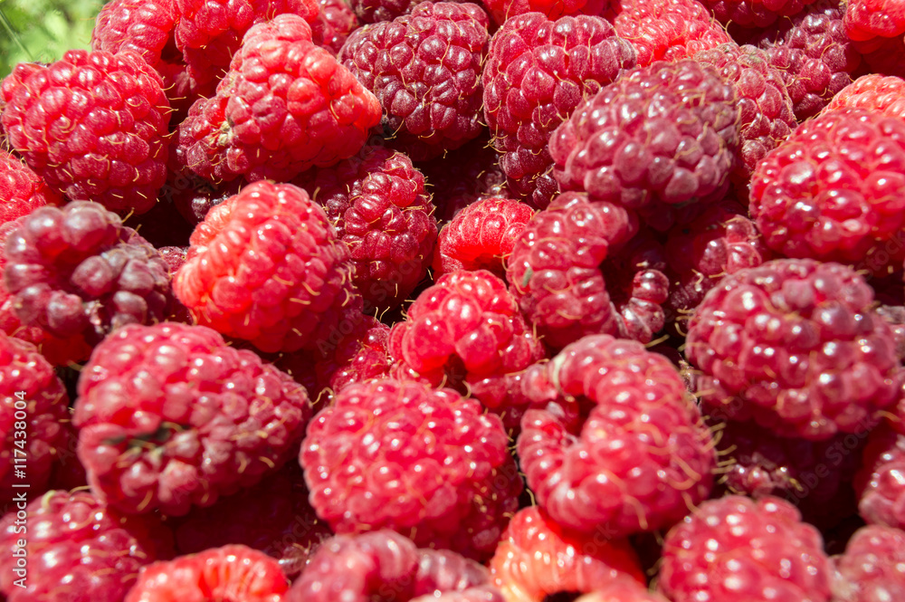 Close-up Organic Raspberry Fruit Close-up Organic Raspberry Fruit