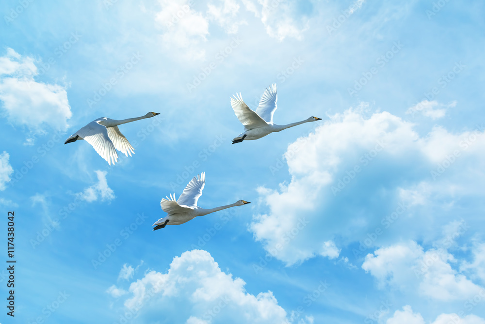 Obraz premium Migrating cranes spring or autumn season