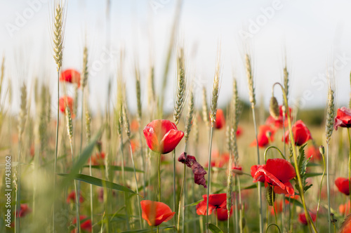 Red poppies in the green field. Natural background.
