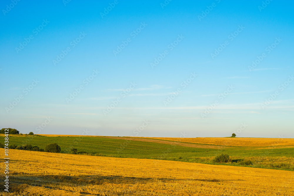 Summer evening landscape with field and blue sky. 