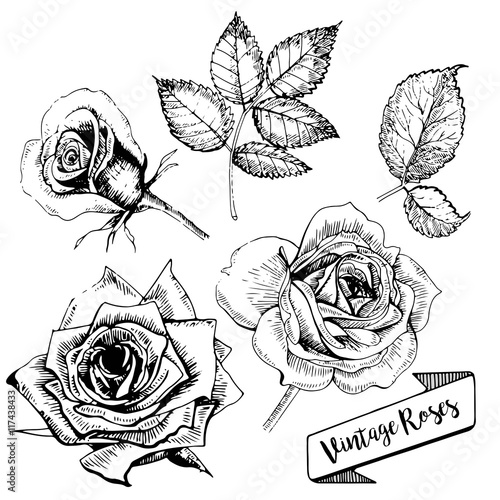 Vector setr of roses. Hand drawn vintage art. Floral burgeons in engarved style.