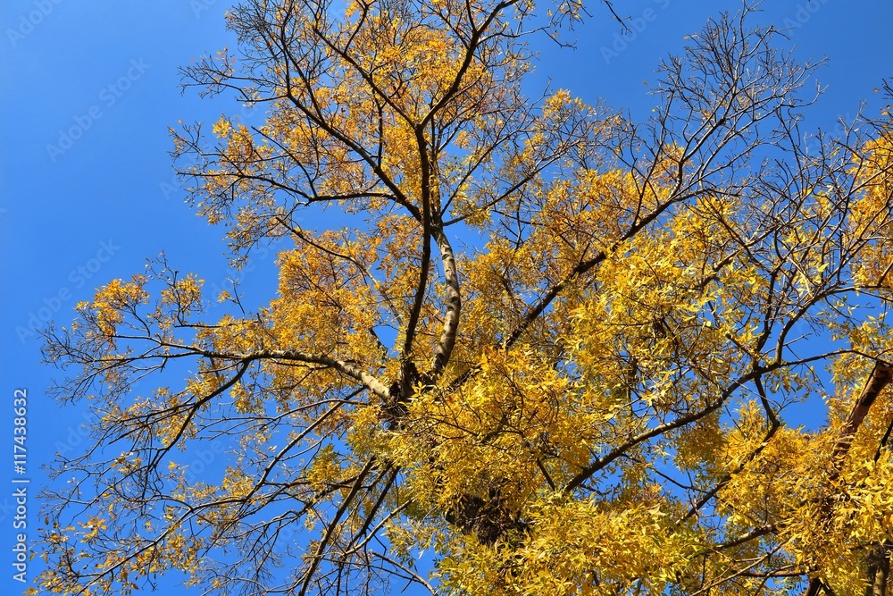 Birch tree crown in golden autumn foliage on background of blue sky. Tree in center Birch tree crown in golden autumn foliage on background of blue sky. Tree in center