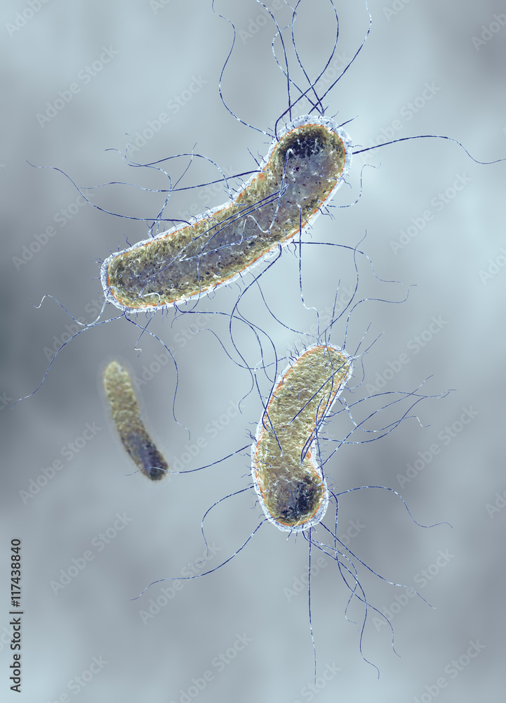 Poster e. coli, escherichia coli bacterium – Wall Art | UkPosters