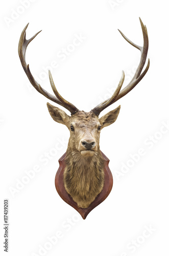 Obraz na plátne Stuffed deer head.
