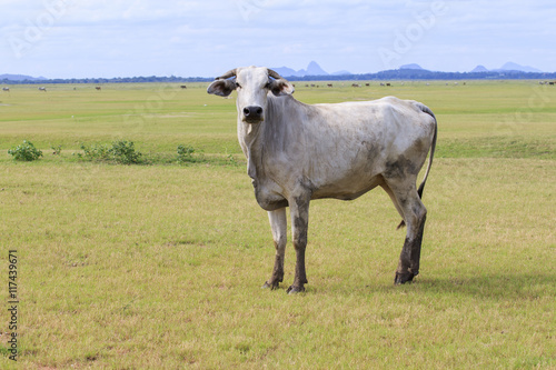 Fototapeta Naklejka Na Ścianę i Meble -  domestic cow in thailand rural farm land