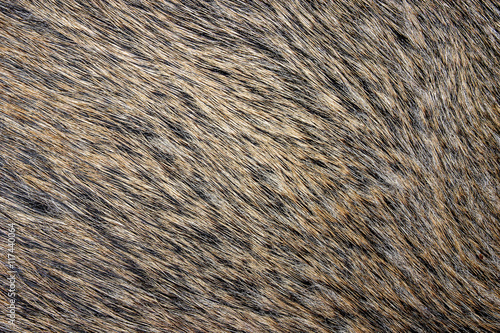 Boar fur wildlife animal texture.