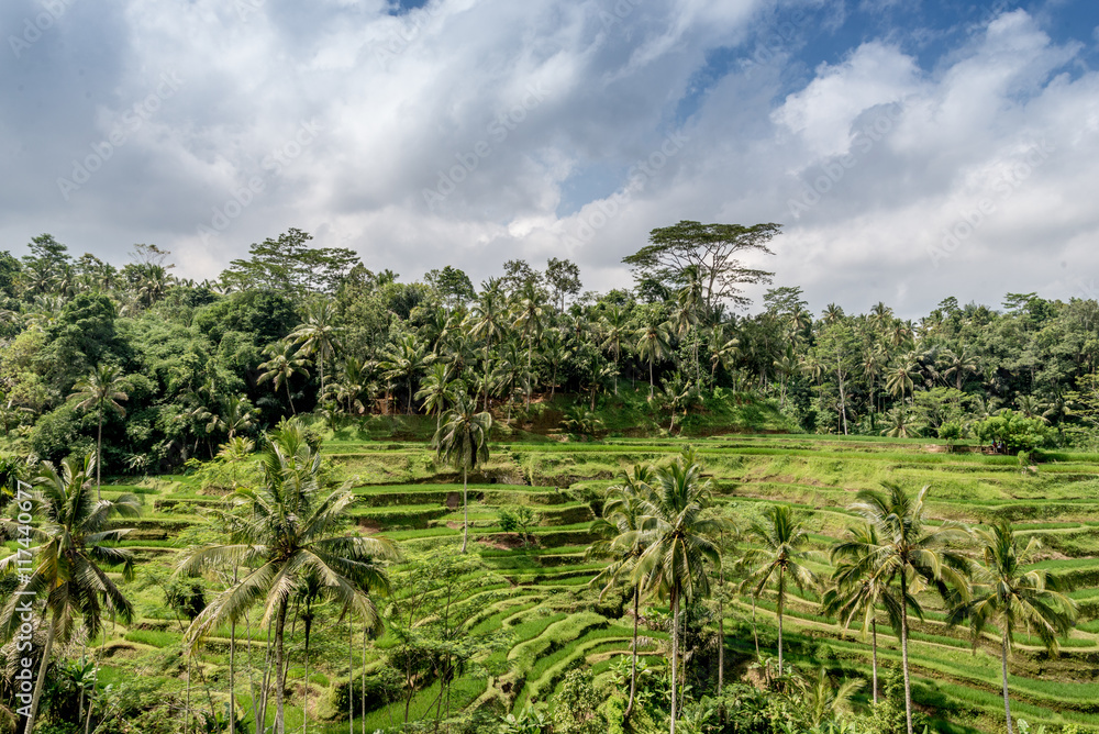 ubud rice paddy fields