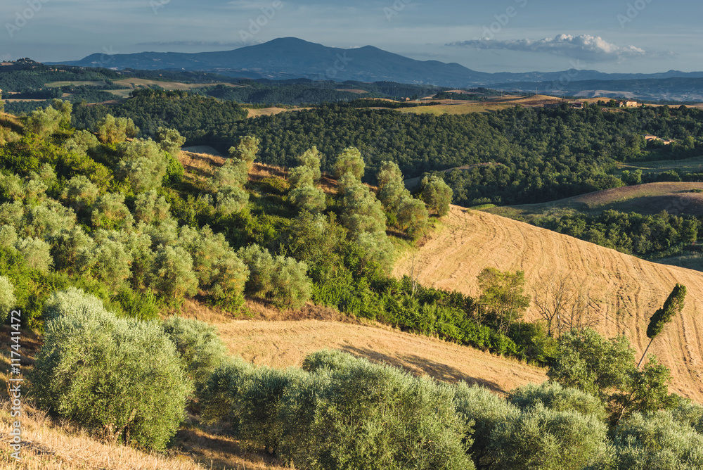 Old rural land with olive trees on the hillside