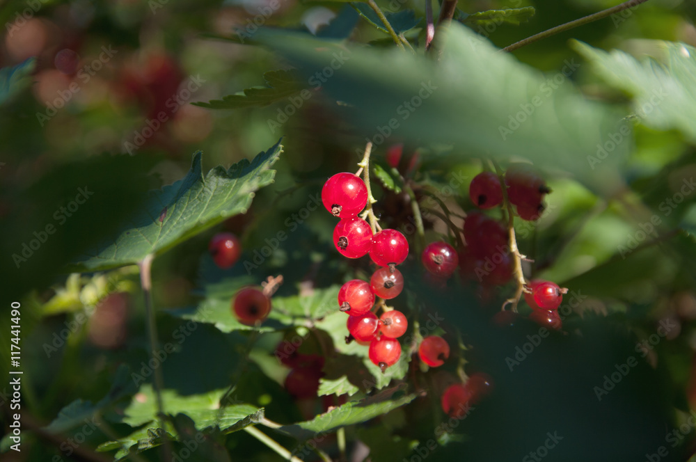 Obraz premium Red currants