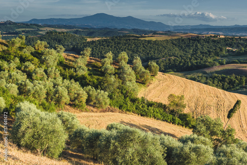 Old rural land with olive trees on the hillside
