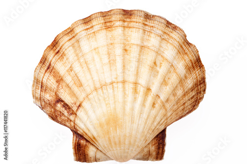 single sea shell of mollusk isolated on white background