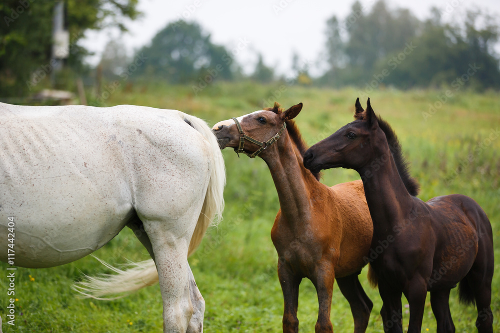 Obraz premium Two foals in a meadow