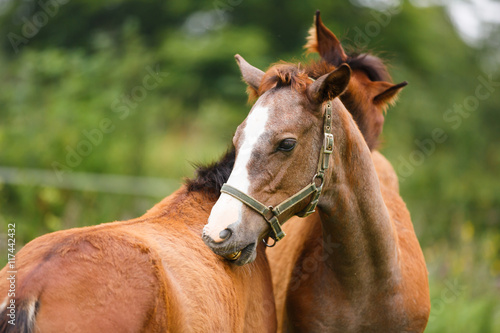 Two foals in a meadow © castenoid