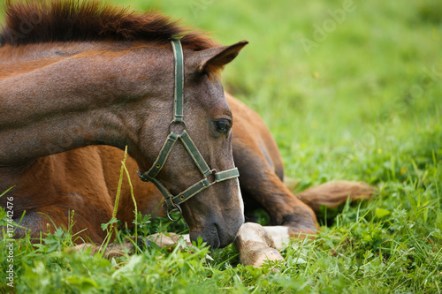 Foal lying on grass
