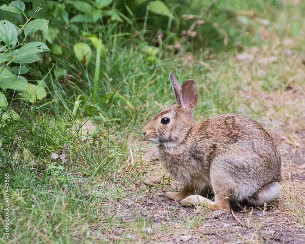 Cottontail Rabbit On A Path Cottontail Rabbit On A Path