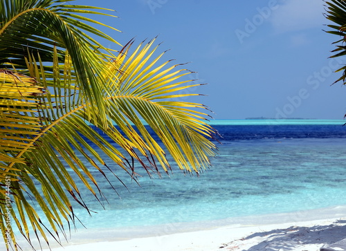 Palm tree  white sand beach and azure water  Maldives