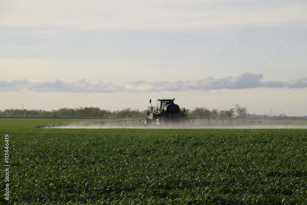 Fototapeta premium Tractor with high wheels is making fertilizer on young wheat