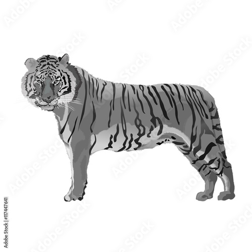 illustration of tiger