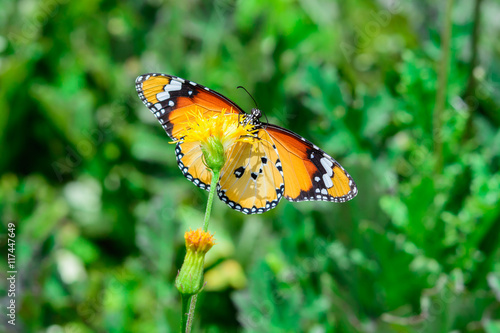 Butterfly on flower © Look Aod 27