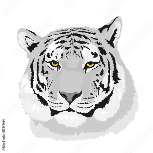 tiger head illustration