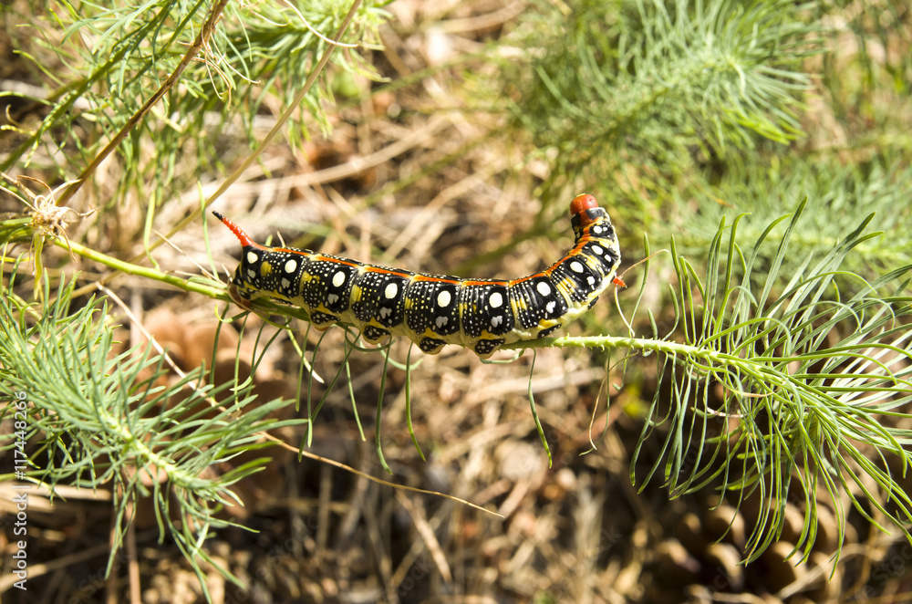 Caterpillar Hyles euphorbiae