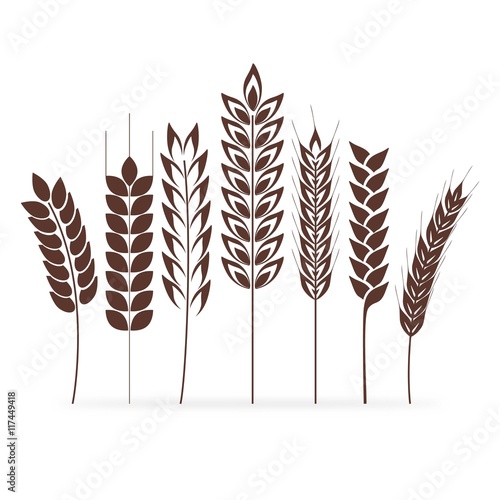 Wheat ears collection