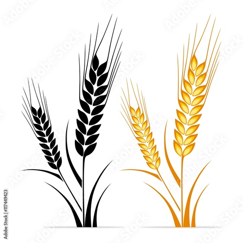 Wheat ears
