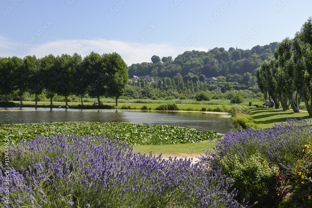 Obraz premium Lawenda, Lavandula angustifolia, ogród osobowości, Honfleur, Calcados, 14, Normandia