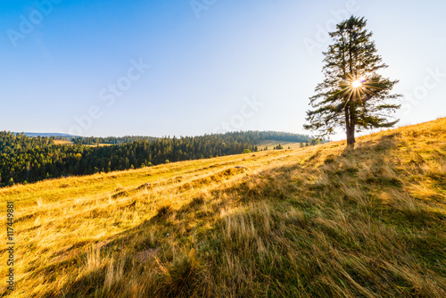 Sunrise in mountains - tree standing alone on the meadow under a blue sky. Image with natural sunbeam and lens flare. Pieniny Mountains.