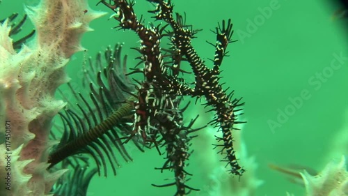 gohst pipefish solenostomus paradoxus philippines scuba diving photo