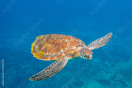 Close up of green turtle, Chelonia mydas, swimming in blue water. Similan Islands, Thailand, Andaman Sea.