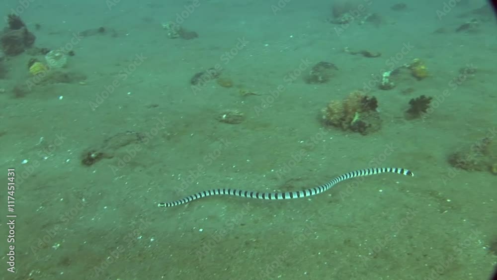 black and white sea snake Malayan Krait ( Ular Katang Tebu ) philippines scuba diving black and white sea snake Malayan Krait ( Ular Katang Tebu ) philippines scuba diving